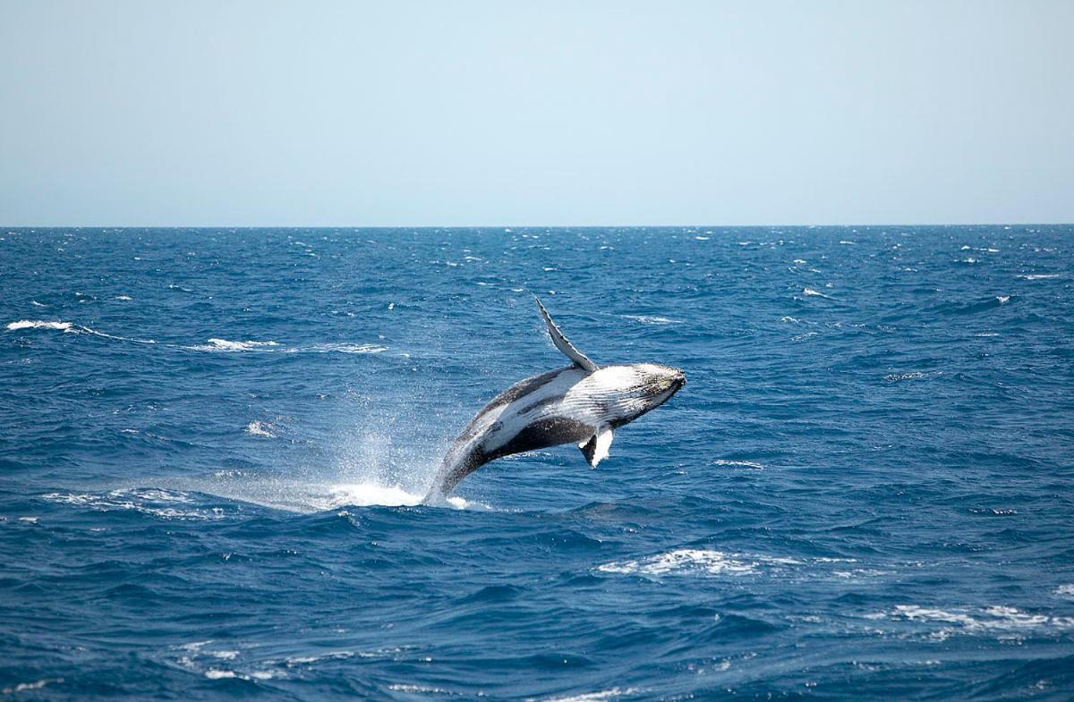 라마다 허비 베이 호텔 허비베이 외부 사진 A living Megaptera novaeangliae, or humpback whale
